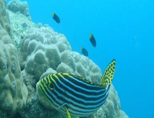 Mαλδίβες | 8 μέρες / 5 νύχτες